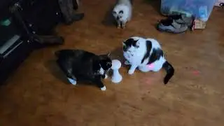 new cat toy
