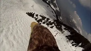 Flying eagle point of view #2