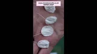Sugarflowers:  Apple Blossom Veiner #shorts How to Wire / Vein Small Flower Petals