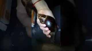 Как лечить ракушку улитки . 🐌🐚