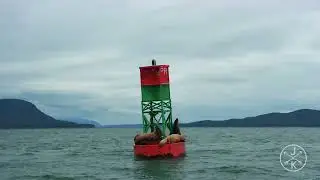 Alaska 8K video