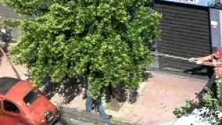 Taglio Alberi Nola