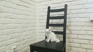 Кузя