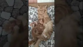 Мейн кун. Кот Джокер.Дед уснул на фотосессии. Без него очень  плохо.