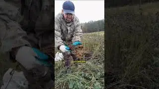 Заготовка корней крапивы. Личный опыт. Корни крапивы, корни, заготовка трав.