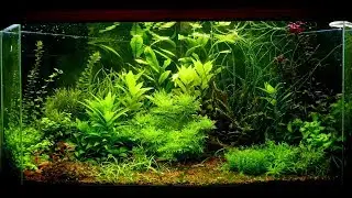 Мои аквариумные растения