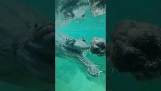 Don’t Swim Here!😱