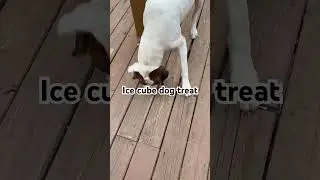 Super simple ice cube dog treat #sdsg #dogtreats #dogmomlife