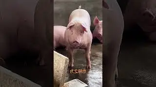 Mastering the Art of Being Cool: #SwaggerGoals with #LittlePiggy