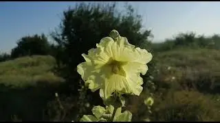 Ой ты степь широкая. Анастасия Гладилина и хор Сретенского монастыря.