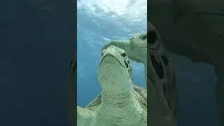Scuba Diving in Isla Mujeres