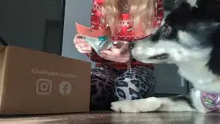 X-Mas Schatzkiste für Hunde von Zooroyal 🎅 für Weihnachten 💙 | Hundebox Test | 🐺 Husky Goraidh 🐾