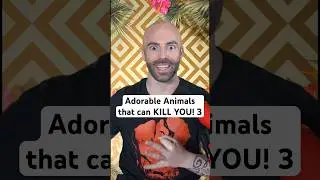 Adorable Animals that can KILL YOU! 3 #shorts
