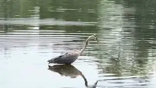 Fishing heron swallows fish. Sushi anyone!