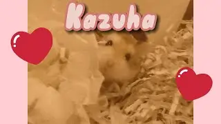Meet Kazuha the Hamster C: