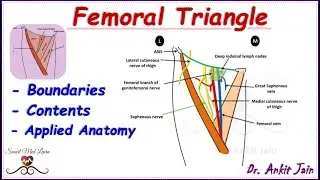 Femoral triangle / Anatomy / Simplified  - Boundaries, Contents and Clinical Anatomy