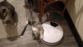 Чудовищный конец машинки для раздачи корма