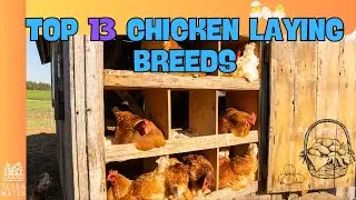 Top 13 CHICKEN LAYING BREEDS for Your Backyard Flock!