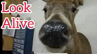 He brought him back to life😳😳😱 🦌