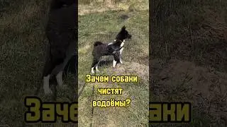 Зачем собаки чистят водоёмы? 🐕 
