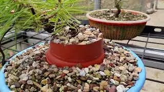 Growing Japanese Black Pine From Seed for Bonsai - cleaning  up sacrifice branches Oct' 2022