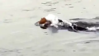 Timsah Aslana Saldırdı
