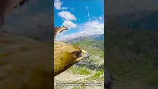 What the World Looks Like to an Eagle #wildlife #birding #animals