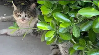 搬走一个月回去看小猫们，都挺好～～