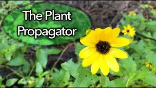 Propagation of dune sunflower using stem cuttings