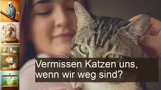 Vermissen Katzen uns, wenn wir weg sind?