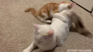 Kitten Attacks Mommy Cat Playfully 1080p HD
