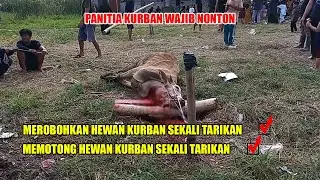TEHNIK Cepat Merobohkan Dan Menyembelih Sapi Kurban Sekali Tarikan Panitia Kurban Wajib Nonton