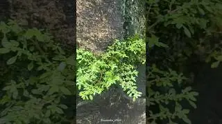 പണം തരുന്ന ചെടി 🤑🤑 #shorts #shortsviral #money #viral