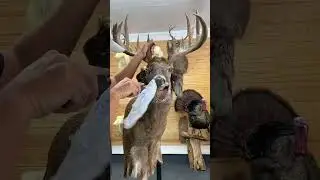 GIANT Whitetail Taxidermy