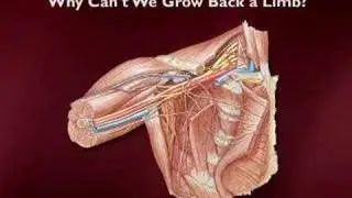 HHMI's Stem Cells - Adult Stem Cells and Regeneration