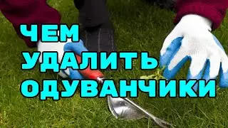 чем удалить одуванчики ? этот вопрос терзает многих . Но стоит вам ознакомится с описанием ........