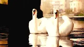 Swans of Holbeck
