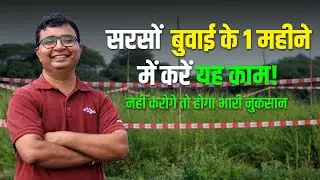 सरसों की खेती 2024 | 🌾 Mustard Farming | 📅 सरसों की खेती कब और कैसे करें  #agrostar #sarso