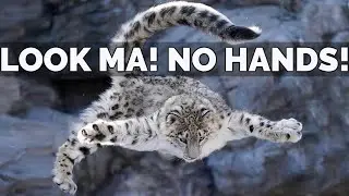Snow Leopard Information | Habitat, Behavior, Facts And Conservation