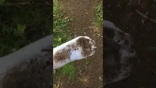 White Socks Walk Part 3