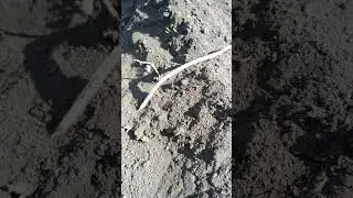 Кто болел за жуков. Полное видео. Никто не победил, 