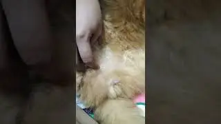 Kenzo bentar lagi cari pacar kayaknya, udah remaja