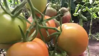 Мои сортовые томаты в конце июля