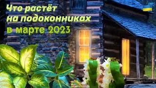 🌷Весенний ОБЗОР комнатных цветов на 1 этаже дома / Украина 2023.