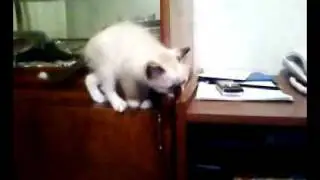 У Сары первые шаги
