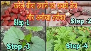 करेला के बीच  कैसे उगाए |How to Germinate Bitter Gourd Seeds Fast | Karela ke Beej kaise Ugaye