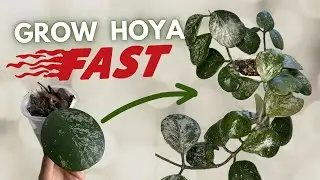 9 TIPS TO GROW YOUR HOYA FASTER