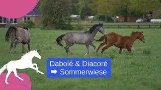 Ab auf die Sommerwiese! 🐎😍 #pferdezucht #jungpferd