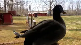 My Pet duck Brownie flys up into my hand.