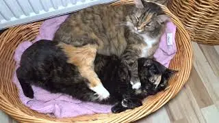 Bessy und Roxy I